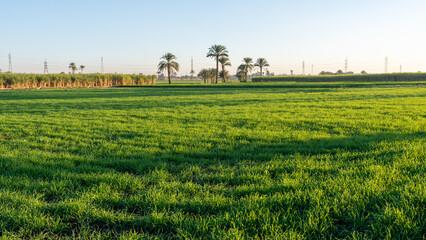 Green Farmland with Sugar Cane Fields and Palm Trees, Luxor, Egypt © lee