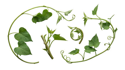 Diverse green vines with heart-shaped leaves and coiled tendrils, isolated on a transparent background. © Christine
