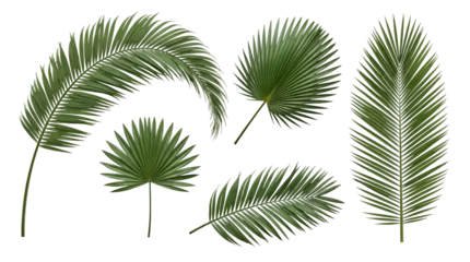 Fototapete Tropisch Collection of tropical green palm leaves and fronds in various shapes and sizes.  © Sharon