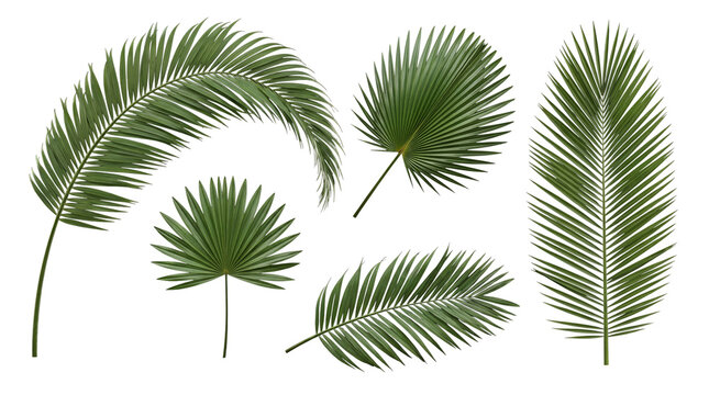 Collection of tropical green palm leaves and fronds in various shapes and sizes.