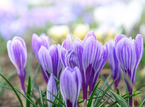 Purple crocus cluster morning dew