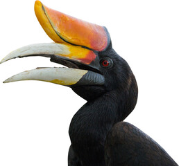 Hornbill Isolated On Transparent Background © Rey PNG Stock