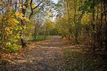 Obraz premium Autumn forest path with fallen leaves and sunlight in woodland landscape
