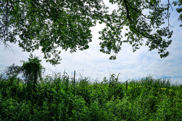 Naklejka premium Tall green grass and wild foliage grow beneath overhanging tree branches against a bright blue sky the outdoor scene feels lush natural peaceful and full of summer sunlight