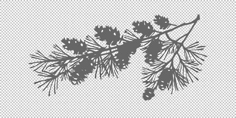 A detailed silhouette of a coniferous tree branch with pinecones © Prince