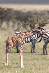 Obraz premium Giraffe Calf Licking nose