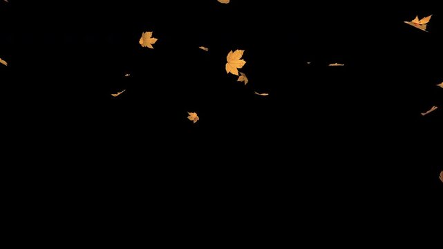 Realistic 3D falling maple leaves animation with alpha channel (black bg). 4K Ultra HD resolution, perfect for overlays and compositing in autumn-themed video projects.