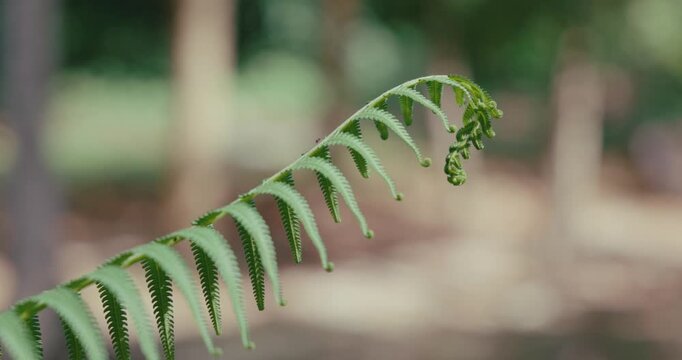 Green fern frond unfurling in lush tropical garden. Close up of natural plant texture and growth with blurred forest background.