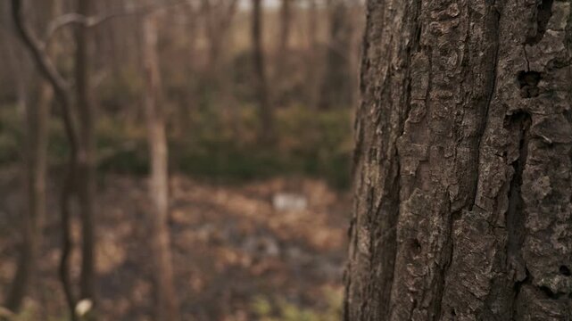 倒木と枯葉のある湿地帯