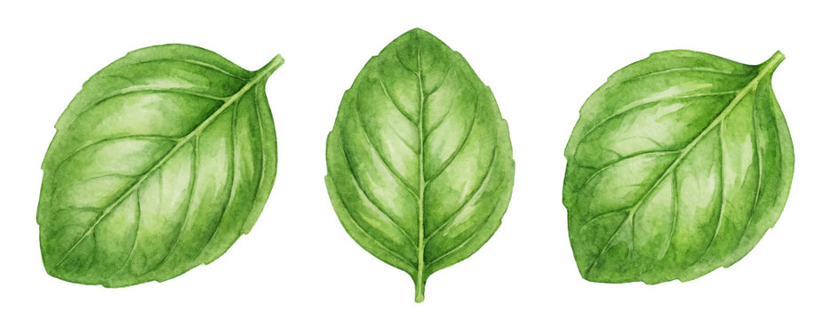 Watercolor basil three leaves set isolated botanical herb
