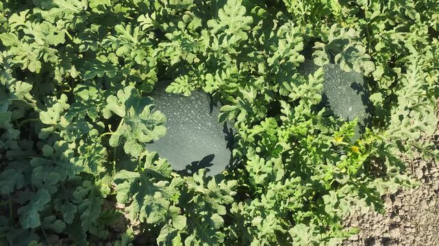 Watermelon vines with developing fruits on a farm field
