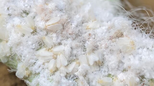 Macro Close-up of Mealybugs Colony with White Waxy Fluff on Plant