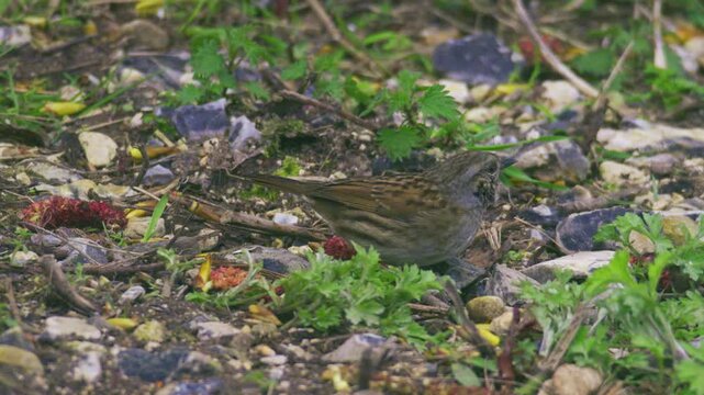 Dunnock small British garden bird standing on ground among plants and natural debris, wildlife behaviour in a UK outdoor setting