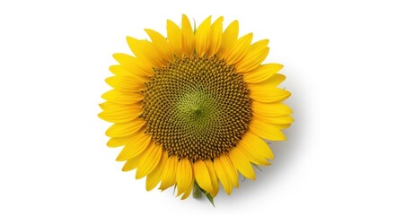 Fototapeta premium Vibrant sunflower on white background highlighting nature's beauty