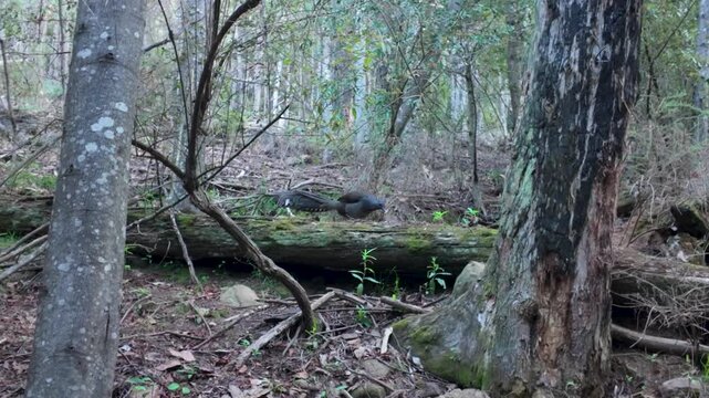 A lyrebird perches on a fallen tree in the forest, showing its intricate plumage and natural behavior amid woodland textures and soft natural light.