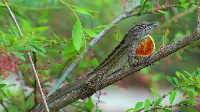 A male Brown Anole (Anolis sagrei) displays its vibrant orange and red dewlap, close up shot.