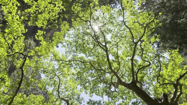Sunlight shining between green leaves in Samaria Gorge, Crete, on a wonderful clear skies day