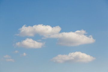 Obraz premium Several fluffy white cumulus clouds floating in a clear bright blue sky