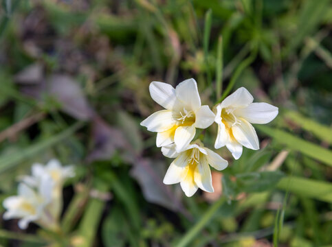 Macrophotographie de fleur sauvage - Freesia blanc - Freesia alba