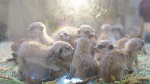 A group of adorable baby meerkat pups huddling together inside a glass enclosure. The image features soft, bright lighting and a hazy bokeh effect, showcasing young wildlife in a zoo environment.