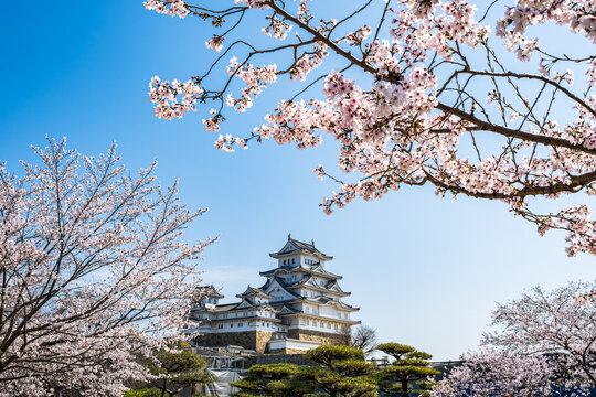 姫路城_江戸時代初期の建築がそのまま残る「現存12天守」の一つ、特に大天守と3つの小天守が渡櫓で結ばれた連立式天守の姿は壮観