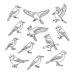 Obraz premium Collection of eleven bird line art illustrations featuring various songbirds in different poses like flying, perching on branches, and landing on a white background for coloring.