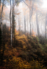 Obraz premium Autumn forest in the fog