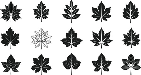 Obraz premium Collection of fifteen black leaf with detailed veins and serrated edges leaves