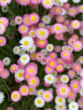 Pink and white everlasting daisy flowers in bloom Australian wildflower
