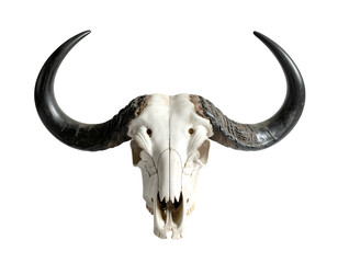 Fototapeta premium Majestic bovine skull with immense, curved horns on white