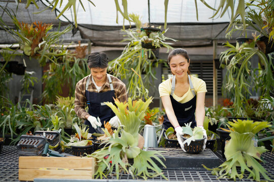 Two gardener or couple owner is working inside greenhouse caring for exotic tropical fern at nursery garden center for native and exotic plant, tropical plants grower concept