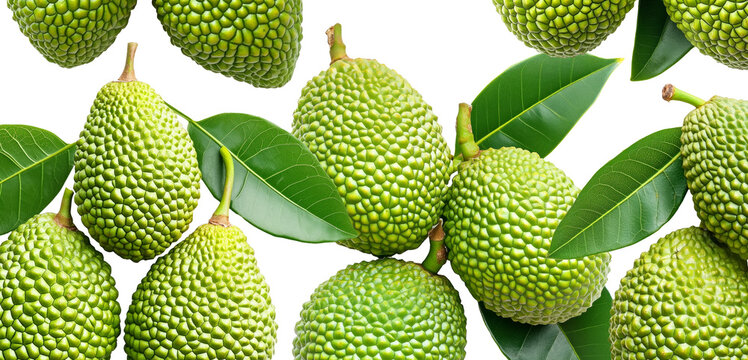 Closeup of exotic green tropical fruits Marang Fruit with bumpy skin and green leaves, isolated on white background