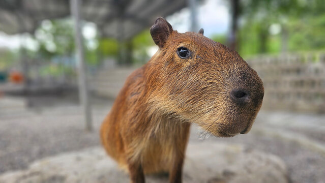 Adorable zoo capybara face close up detail look, relaxing taking nap fall a sleep, interacting visitors. Viral cute animal moment, calm expression, fluffy face.wildlife scene, trending pet