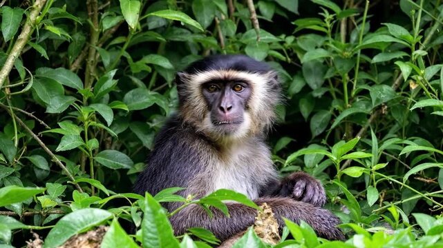 A monkey sits in lush green foliage, looking thoughtfully into the distance.