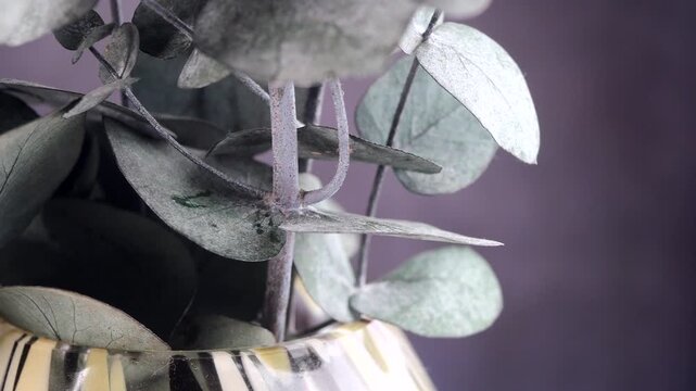 Eucalyptus branch in vase rotating slowly on purple background showcasing silver leaf hue.