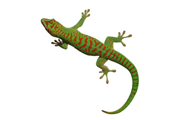 Fototapeta premium Madagascar giant day gecko 