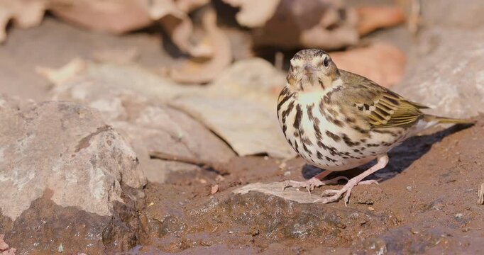 Closeup of Watchful Olive-backed Pipit sipping water from a mossy stream edge in the Sahyadri jungle.