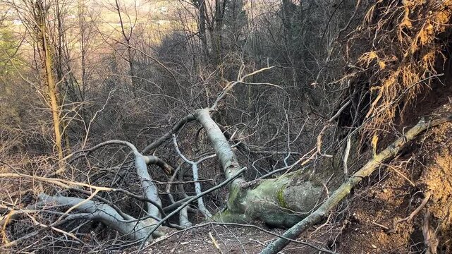 Large fallen tree with exposed roots and branches resting on a forest floor, showing clear signs of wind or storm damage.