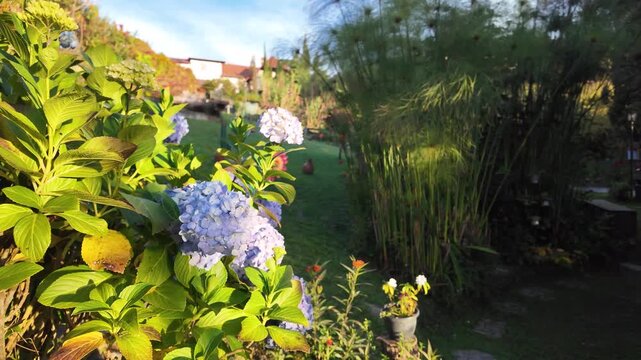 Close up of macrophylla blossoms with large green leaves catching warm evening sunlight next to a charming stone pathway and cottage