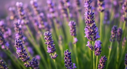 Obraz premium Detailed macro photograph capturing the rich violet hues of blooming lavender spikes growing densely in a lush summer field under warm sunlight, fragrant, close up, background
