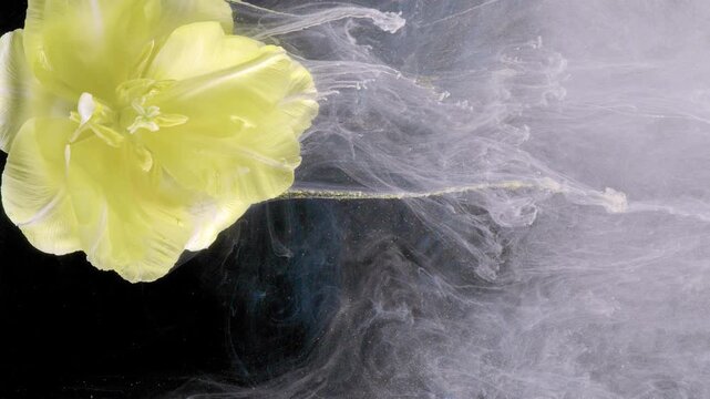 Yellow flower with flowing veil, long white cloud trailing from petals, underwater impression captured in studio, delicate motion and textured fluid