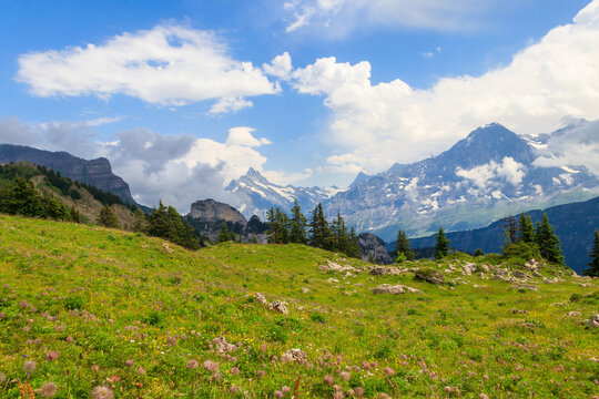 Panoramic view of snow-covered Swiss Alps and green flowering alpine meadow near Schynige Platte in Bernese Oberland, Switzerland