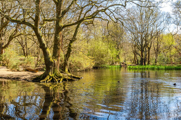 Fototapeta premium Small pond in Hampstead Heath woods in the spring time, London UK