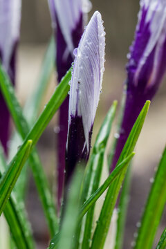 Purple crocus buds amidst grass, detail perspective