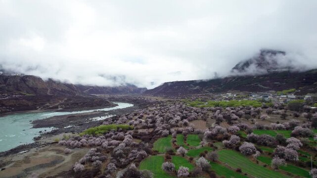 Drone view of peach blossoms along Grand Canyon of the yarlung tsangpo River in Nyingchi, tibet, China. Beautiful pink flowers with green river in foggy morning, 4k real time footage travel concept.