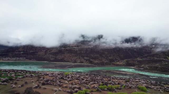 Drone view of peach blossoms along Grand Canyon of the yarlung tsangpo River in Nyingchi, tibet, China. Beautiful pink flowers with green river in foggy morning, 4k real time footage travel concept.