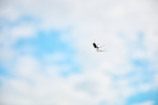 秋空に浮かぶ蜘蛛のシルエット