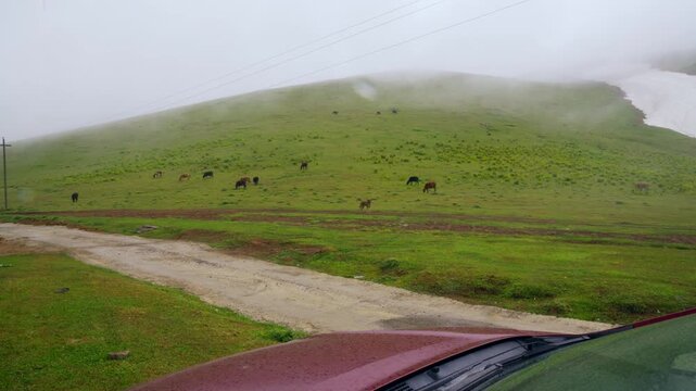 A view from a car of a herd of cows grazing on a lush green mountain pasture on a foggy, misty day. A dirt road leads into the scene, with a patch of snow visible on the hill