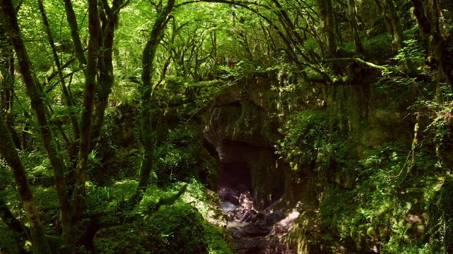 A beautiful scene of a sunlit, dense green forest. A natural stone bridge covered in moss spans a dark canyon with a river below. Sunlight filters through the lush canopy of ancient trees