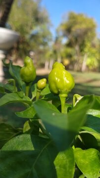Fresh Green Chili Pepper Plant Close-Up in Garden Sunlight &ndash; Organic Agriculture Nature Video